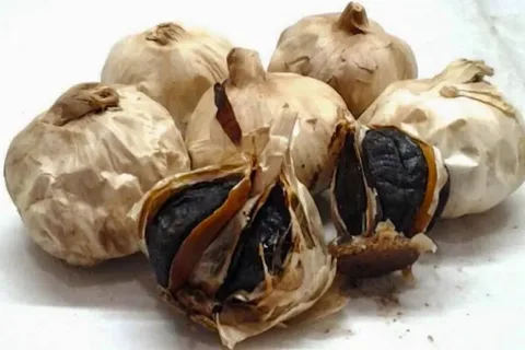 تصویر 2 از سیر سیاه گانودرما اصل ژاپن با کیفیت منحصر به فرد